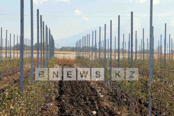 Фотография к новости: По итогам 11 месяцев рост инвестиций в сельское хозяйство РК составил 228 млрд тенге