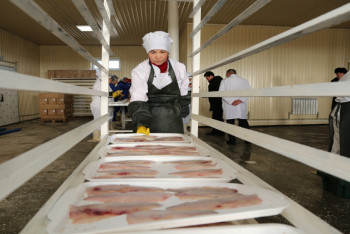 Фотография к новости: Кызылординские переработчики рыбы открыли завод в Ульяновской области РФ (ФОТО)