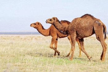 Фотография к новости: Верблюды помогли ученым создать новое лекарство от рака 