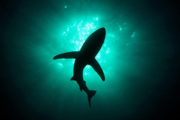 Фотография к новости: Глубоководная акула-призрак впервые попалась в объективы камер (ВИДЕО)