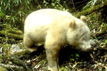 Фотография к новости:  Панда-альбинос впервые попала в фотоловушки в заповеднике Китая  