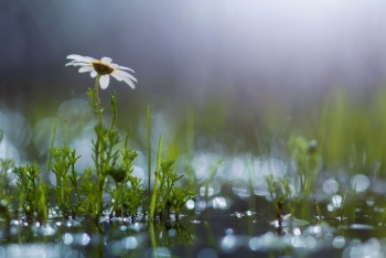Фотография к новости: Тепло и дожди прогнозируют в Казахстане в последние дни мая 