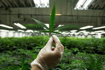 Фотография к новости: В Казахстане начнут использовать коноплю для получения целлюлозы