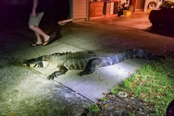 Фотография к новости: В США аллигатор ворвался в дом и "выпил" всё вино 