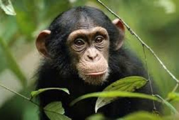 Фотография к новости: Обезьяна укусила ребенка в столичном контактном зоопарке: суд наказал владельцев  