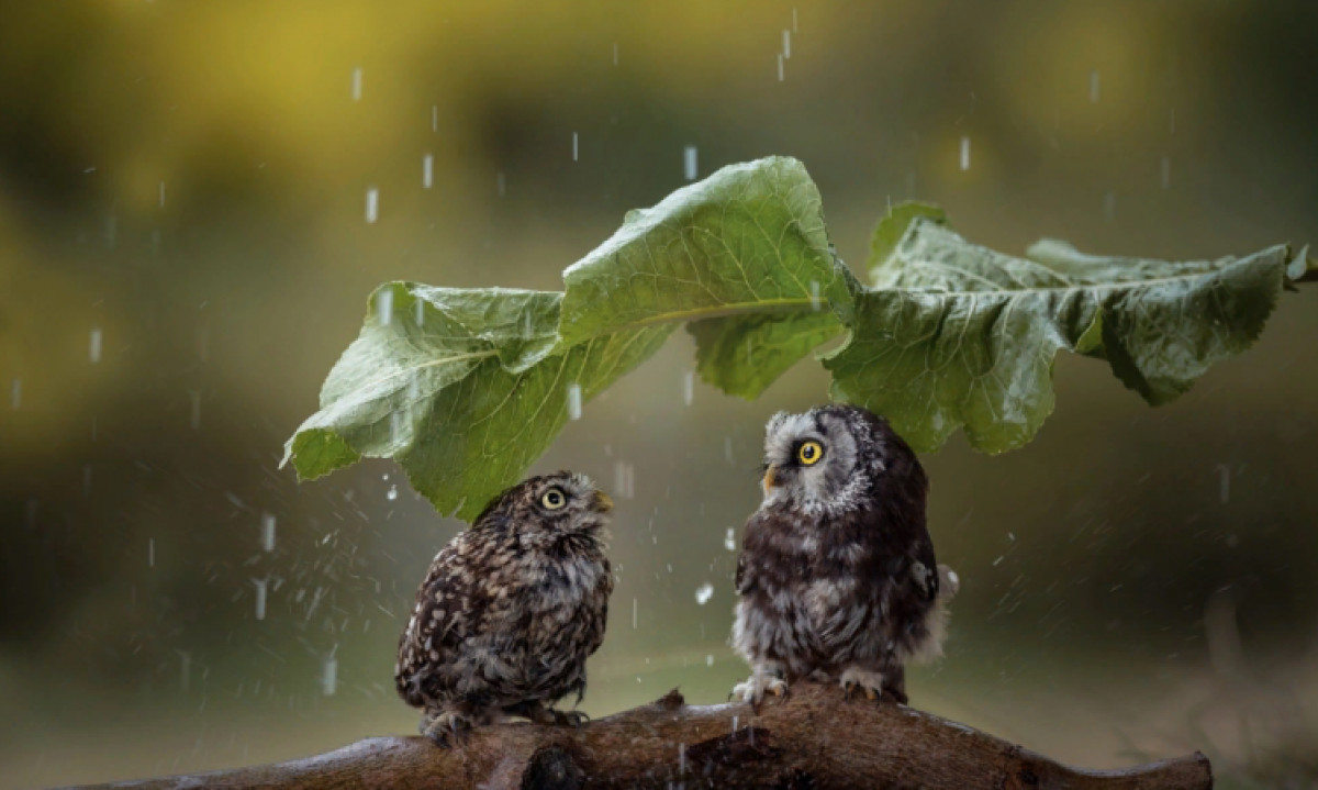  открытые источники