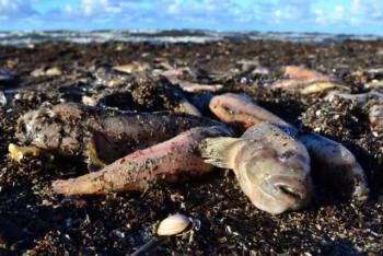 Фотография к новости: Атырауская ТЭЦ признала вину в массовой гибели рыбы в Урале