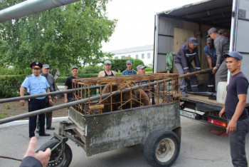 Фотография к новости: Медведицу Катю этапируют из колонии в Костанайской области