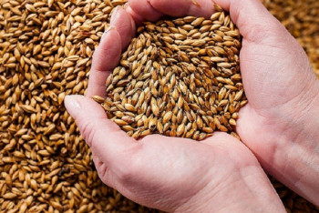 Фотография к новости: Восточно-Казахстанской и Актюбинской областям разрешат экспортировать пшеницу и муку в Китай