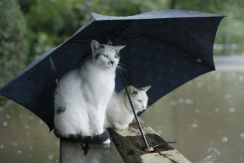 Фотография к новости: Синоптики рассказали о погоде в Казахстане 7 июня