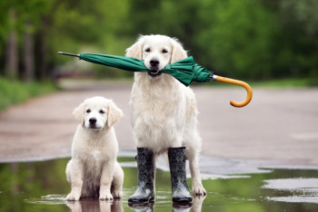 Фотография к новости: Синоптики рассказали о погоде в Казахстане 8 июня