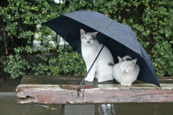 Фотография к новости: Синоптики рассказали о погоде в Казахстане 11 июня