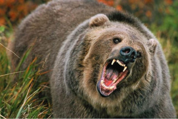 Фотография к новости: В России мужчина откусил язык напавшему на него медведю