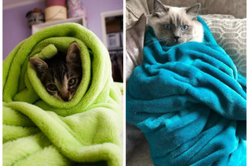 Фотография к новости: Муррито: Соцсети захватил кошачий флешмоб от хандры