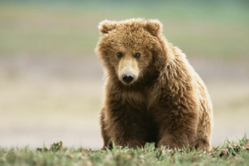 Фотография к новости: Медведь съел завтрак туристов, отдыхающих в Риддере