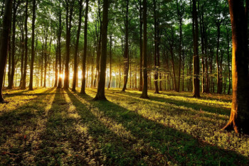 Фотография к новости: 1,8 млрд тенге необходимо на патрулирование лесов Казахстана