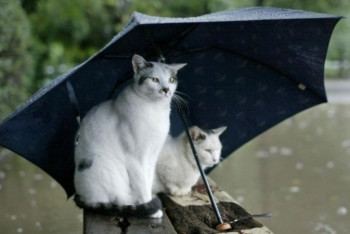 Фотография к новости: Дожди и грозы обещают казахстанцам 24 июня