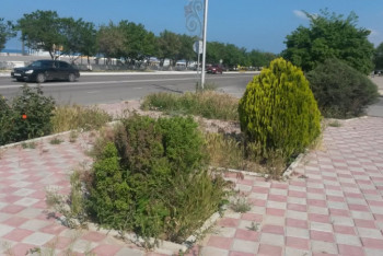 Фотография к новости: В Актау триста подростков из малообеспеченных семей займутся озеленением города
