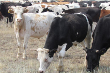 Фотография к новости: В Алматинской области гибнет скот