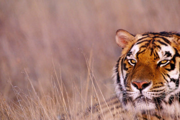 Фотография к новости: В Казахстан вернут опасного хищника, истребленного полвека назад