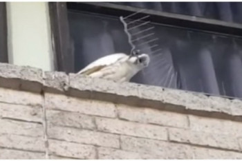 Фотография к новости: Какаду-бунтарь объявился в Австралии