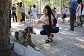 Фотография к новости: В Павлодаре прошла выставка собак породы тазы