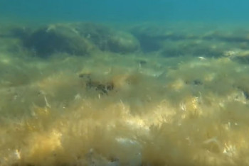 Фотография к новости: Подводный мир Каспия сняли на видео дайверы из Актау