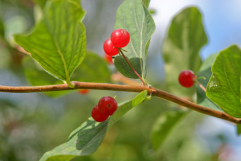 Фотография к новости: Четверо детей отравились волчьими ягодами в СКО, один ребенок умер 
