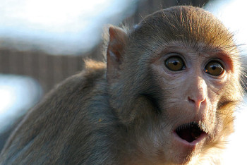 Фотография к новости: Мужчину, перевозившего 26 макак в мешках, задержали пограничники 