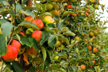 Фотография к новости: Фруктовый сад появился в пустыне Кызылкум