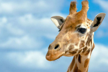 Фотография к новости: В Алматинском зоопарке умерла жирафа по кличке Алма