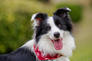 Фотография к новости: Умерла умнейшая собака в мире, которая знала более тысячи слов