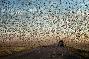 Фотография к новости: В Минсельхозе опровергли слухи о нашествии саранчи в Актобе и Костанае