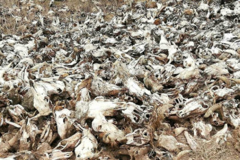 Фотография к новости: Вопрос содержания скотомогильников в Казахстане поднял Бектенов