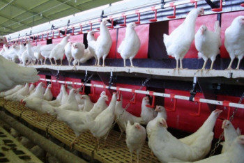 Фотография к новости: Для развития птицеводства и агропрома в Казахстане нужны длинные кредиты под 2-3% — эксперт