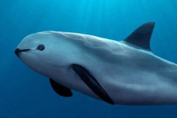 Фотография к новости: Популяция морских свиней вакита сократилась до 19 особей 