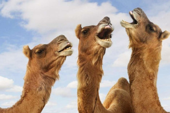 Фотография к новости: Причину гибели верблюдов расследуют в Атырау