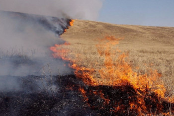 Фотография к новости: Видео степного пожара в Карагандинской области прокомментировали в ДЧС
