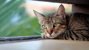 Фотография к новости: Неустойчивая погода сохранится в Казахстане 5 августа