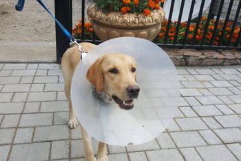 Фотография к новости: Собаку с почти перерезанным горлом спасли в Усть-Каменогорске