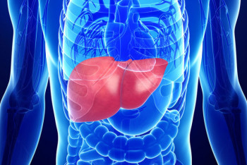 Фотография к новости: Ученые впервые вырастили человеческую печень в лаборатории