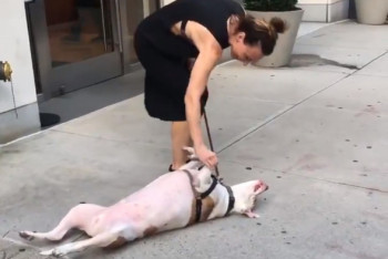 Фотография к новости: Пёс объявил бойкот хозяйке: Новый флешмоб распространяется по Сети