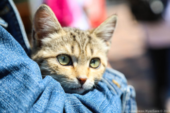 Фотография к новости: "Возьми меня домой". В Нур-Султане прошла выставка бездомных животных