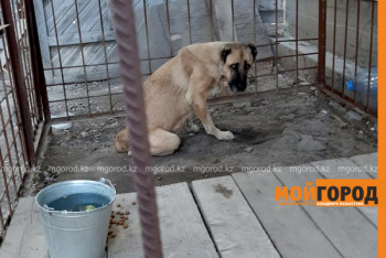 Фотография к новости: История атырауской Хатико: собака неделю ждала хозяев в степи