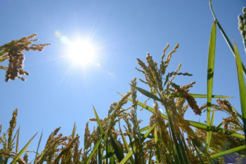 Фотография к новости: Рекордный урожай планируют получить рисоводы Приаралья