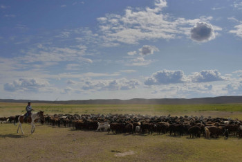Фотография к новости: В Павлодарской области наблюдается увеличение поголовья овец
