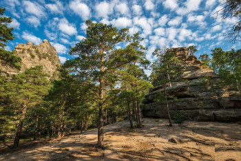 Фотография к новости: По инциденту с вырубкой леса в Боровом проведут расследование — Мирзагалиев