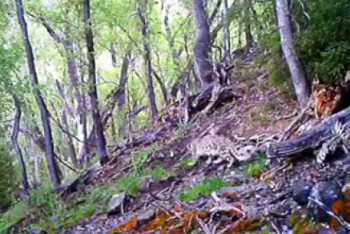 Фотография к новости: Беременная самка снежного барса попала в фотоловушку близ Алматы