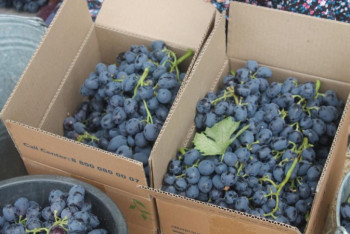 Фотография к новости: В Туркестанской области собирают 20-25 тонн винограда с гектара