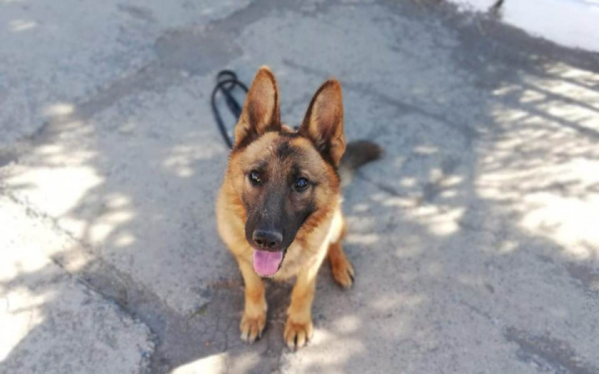  ДП Акмолинской области